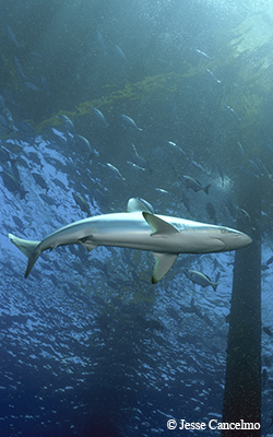 shark