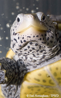 terrapin