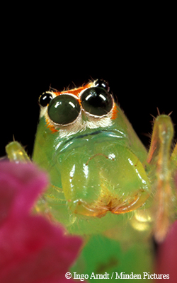 cicada