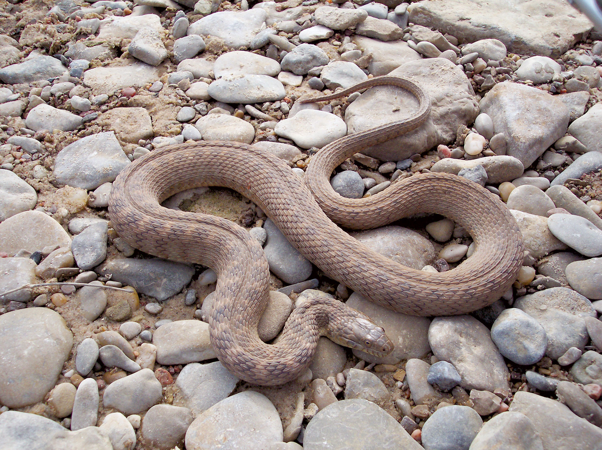 brown water snake