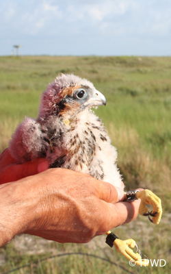 falcon