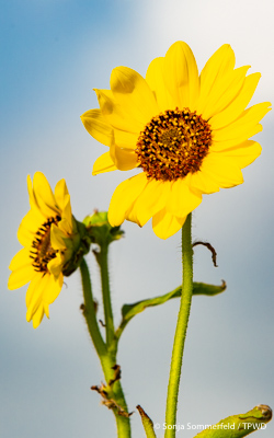 sunflower
