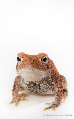 toad