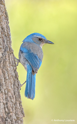 scrub jay