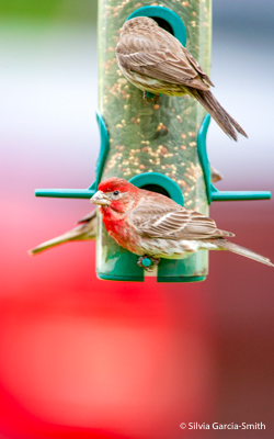 finch