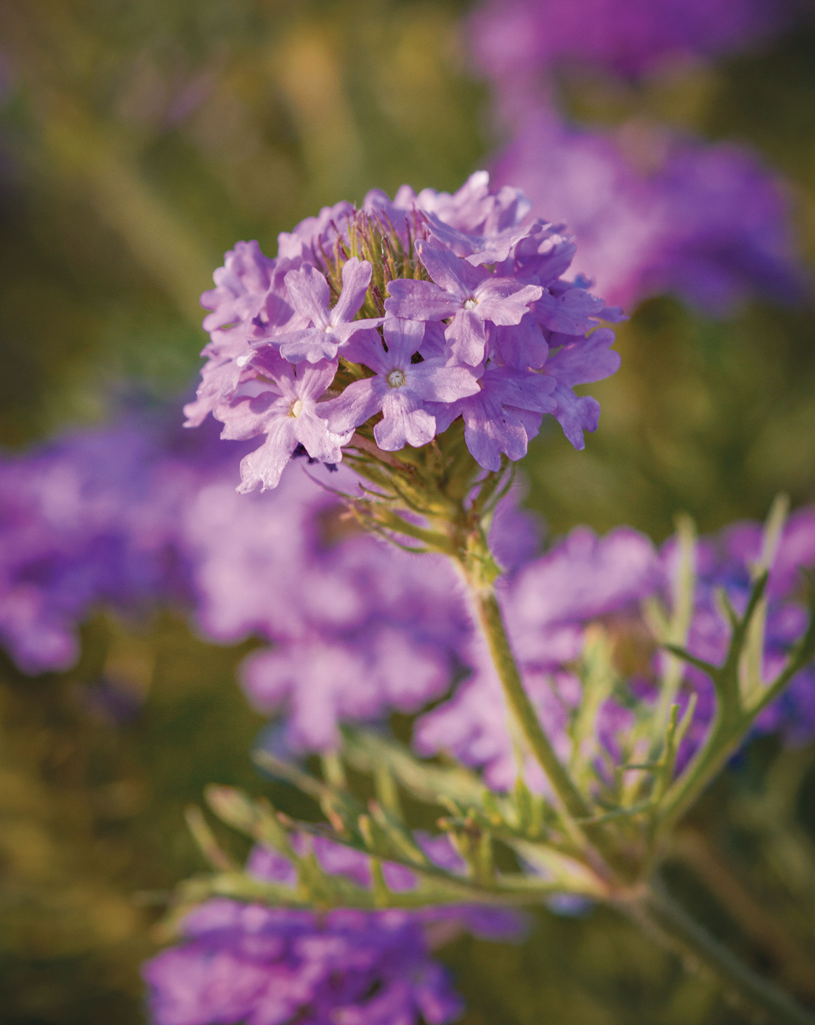 The Wildflowers Of Texas: Our Top 20 Field Guide, 51% OFF