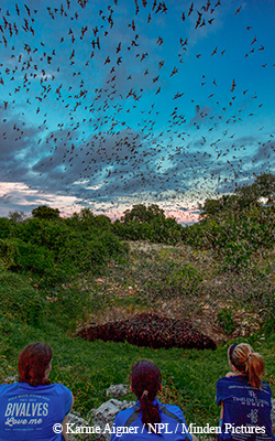 bats