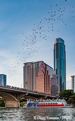 bat emergence