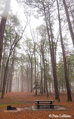 fog