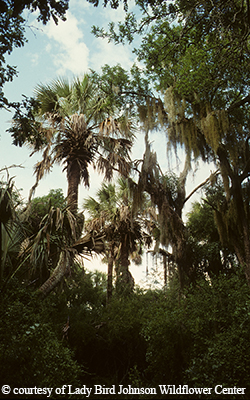 palm