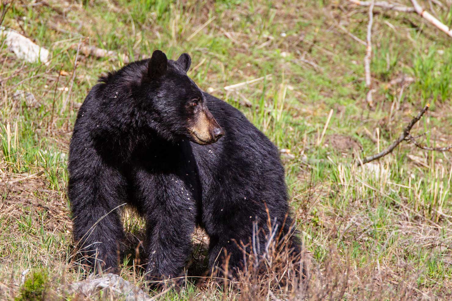 Black Bears  Internet Center for Wildlife Damage Management