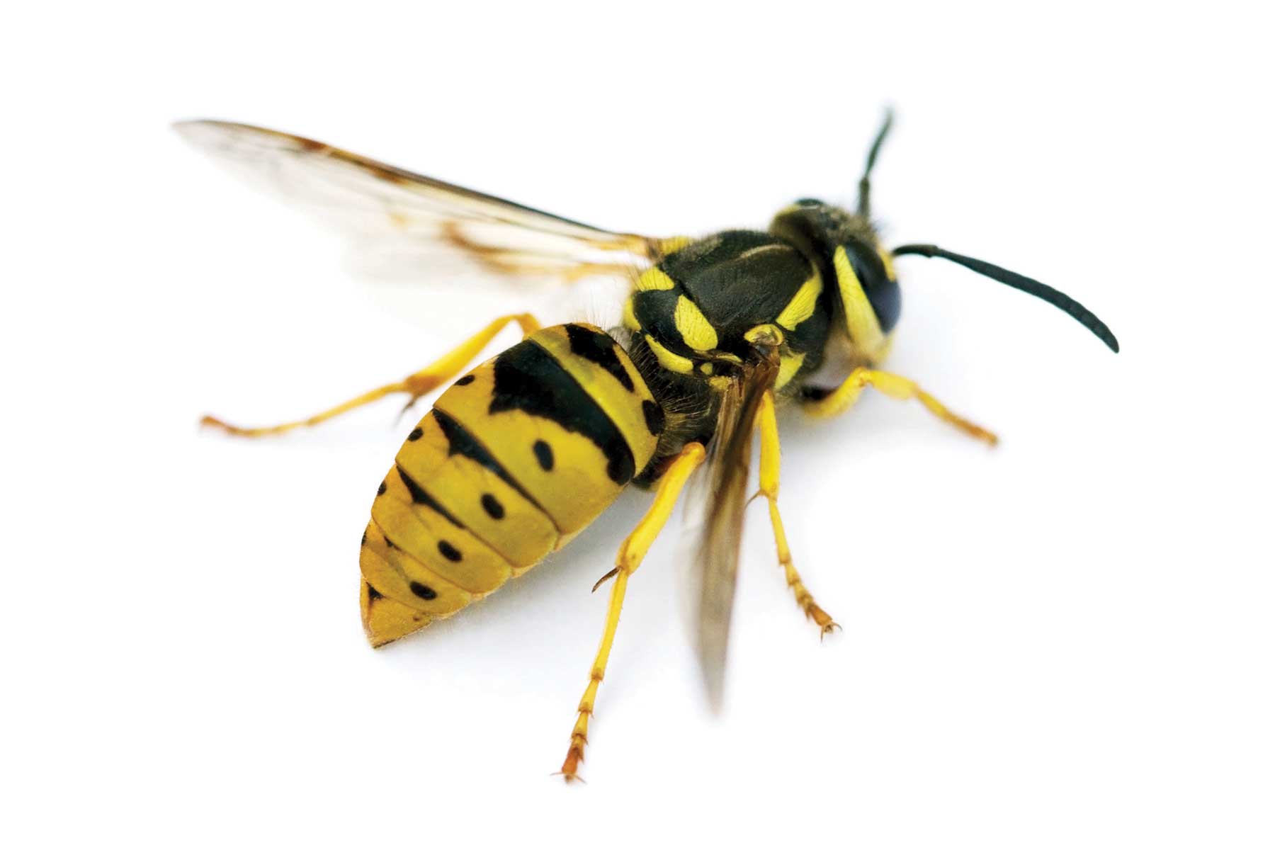 Wasp, Bee or Hornet?|March 2020| TPW magazine