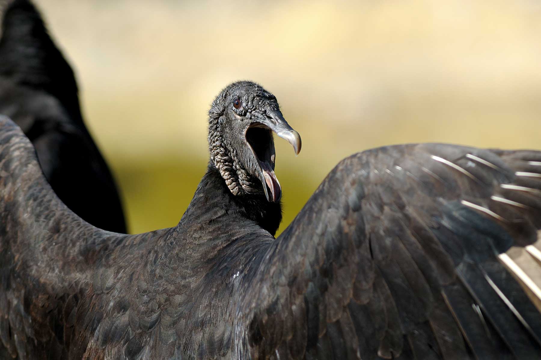 What to know about vultures in North Texas during spring nesting season