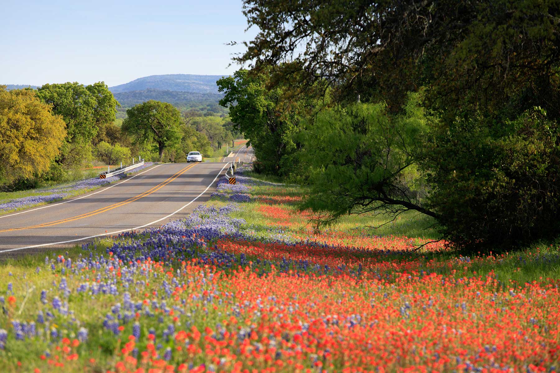 Bluebonnets and-Horses-in-Ennis-Texas
