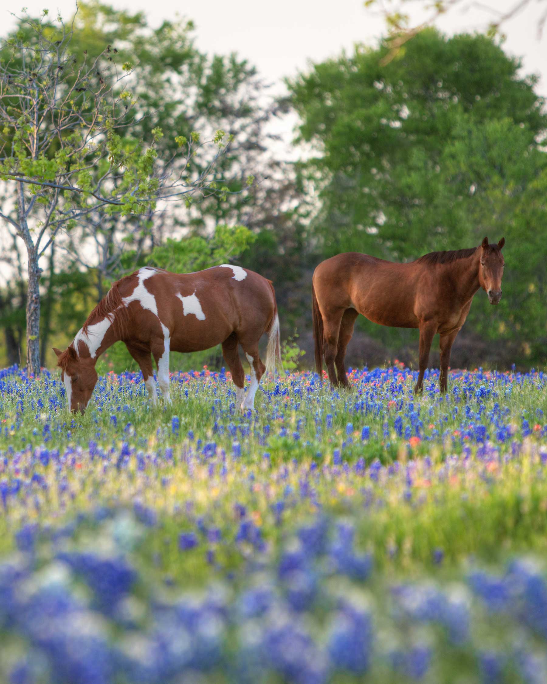 Bluebonnets and-Horses-in-Ennis-Texas