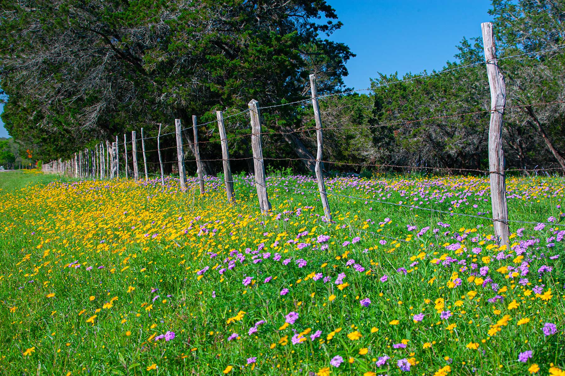 Bluebonnets and-Horses-in-Ennis-Texas