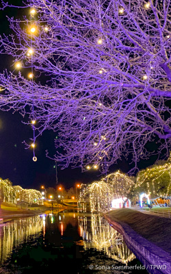 holiday lights
