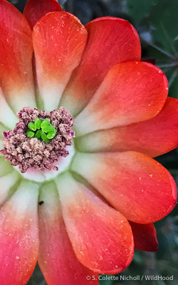 bloom