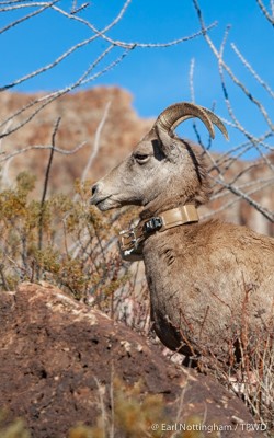 sheep