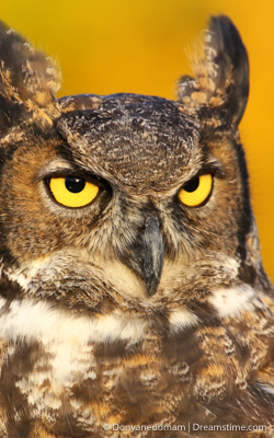owl
