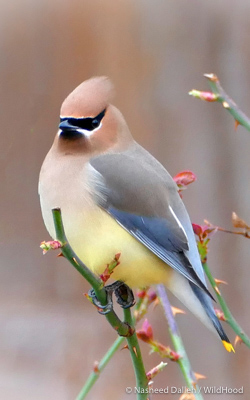 bird
