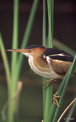 bird