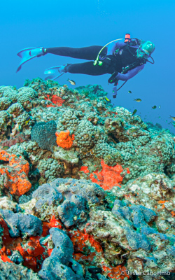 reef