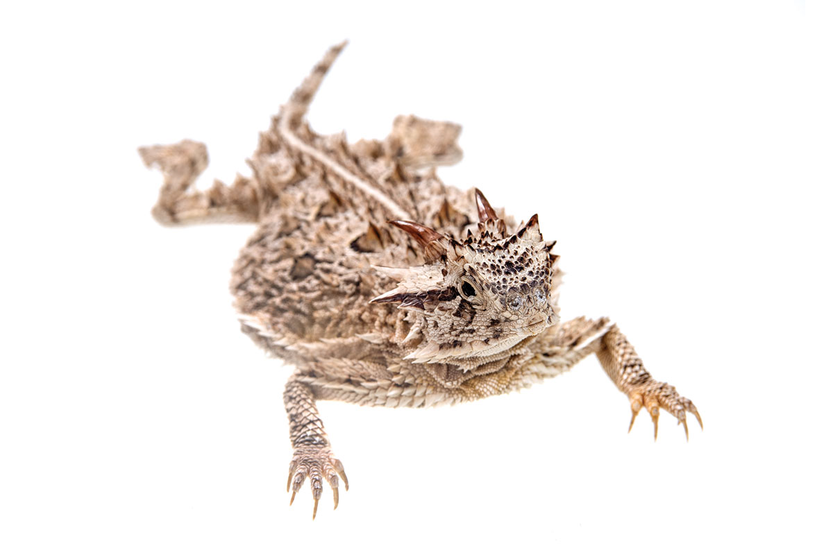 Horned Lizard_6736