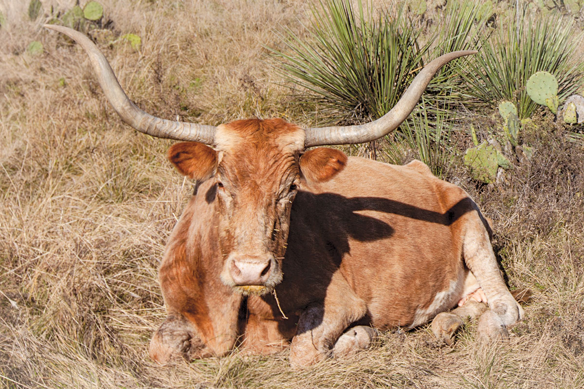 Longhorn