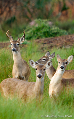 deer