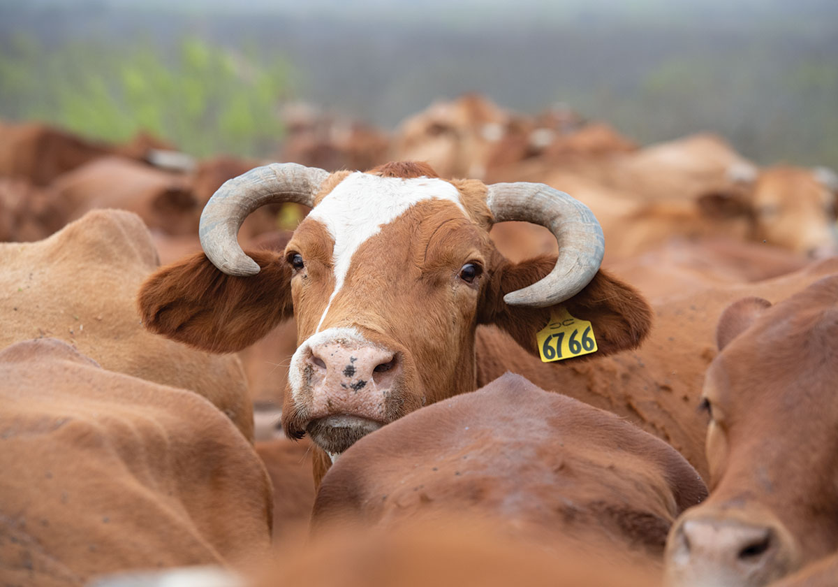 cows