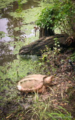 turtle