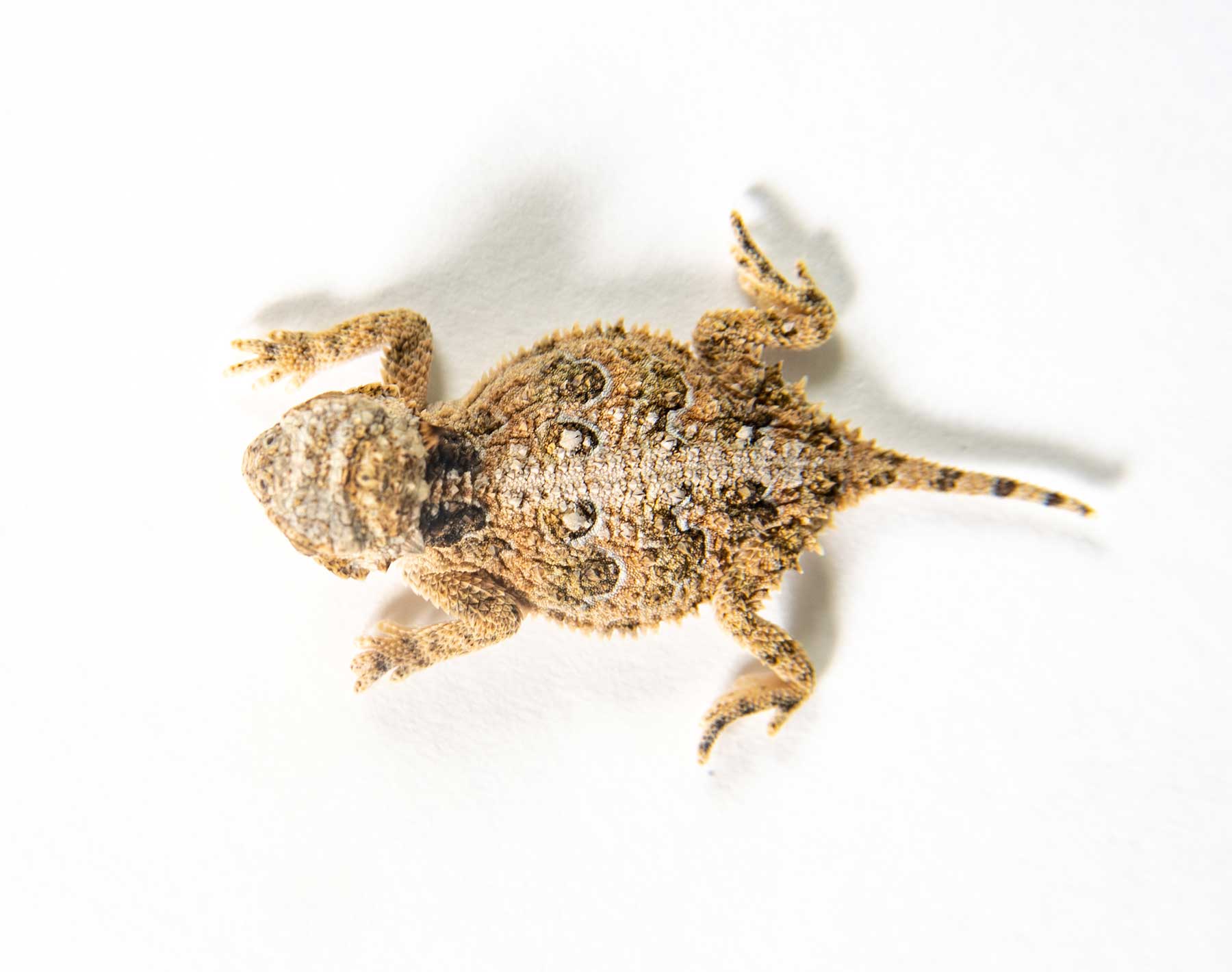 Horned Lizard Hatchling Release Marks Milestone, January, February 2022