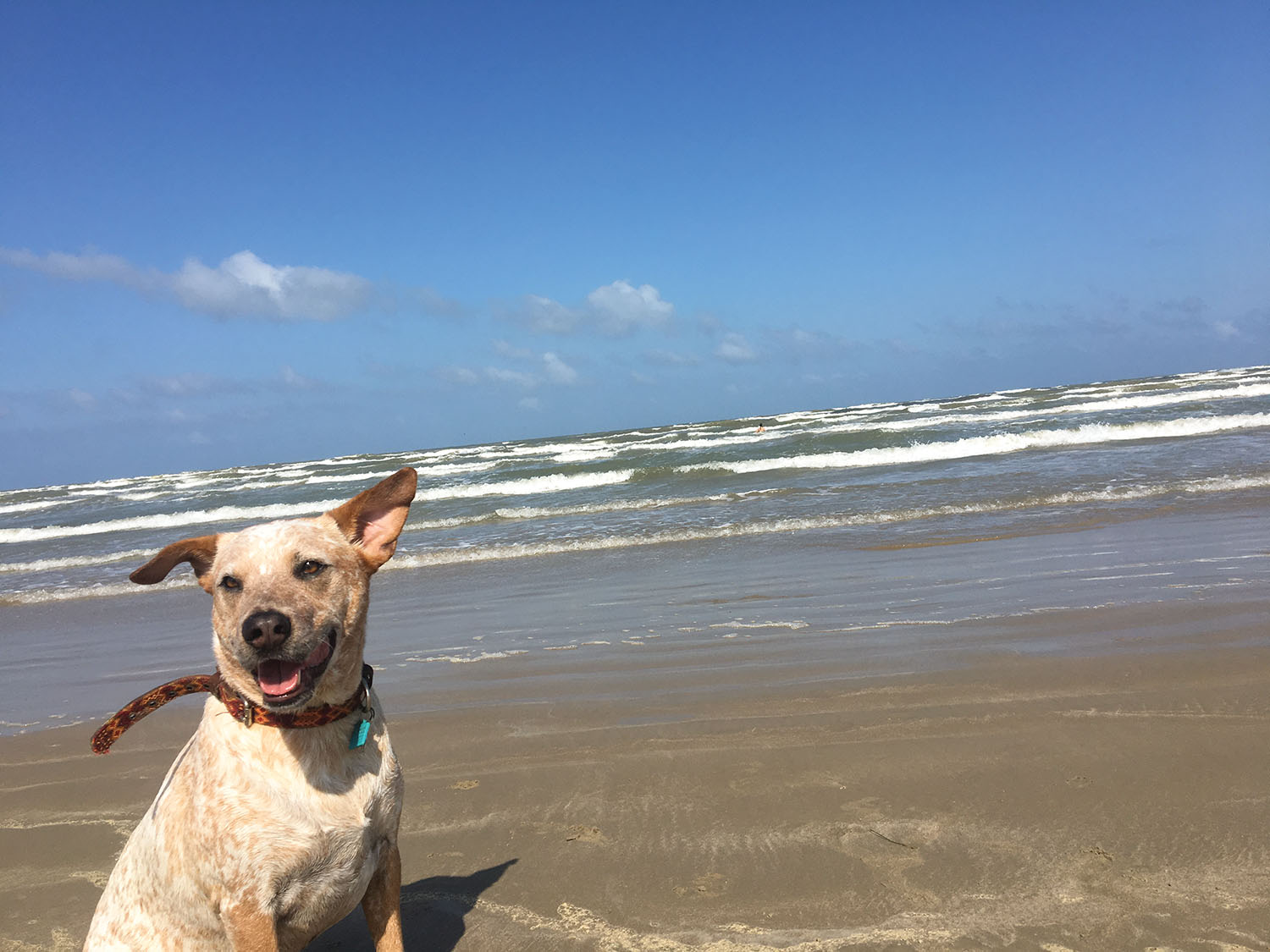 Mitch_Mustang%20Island%20State%20Park%20with%20Red