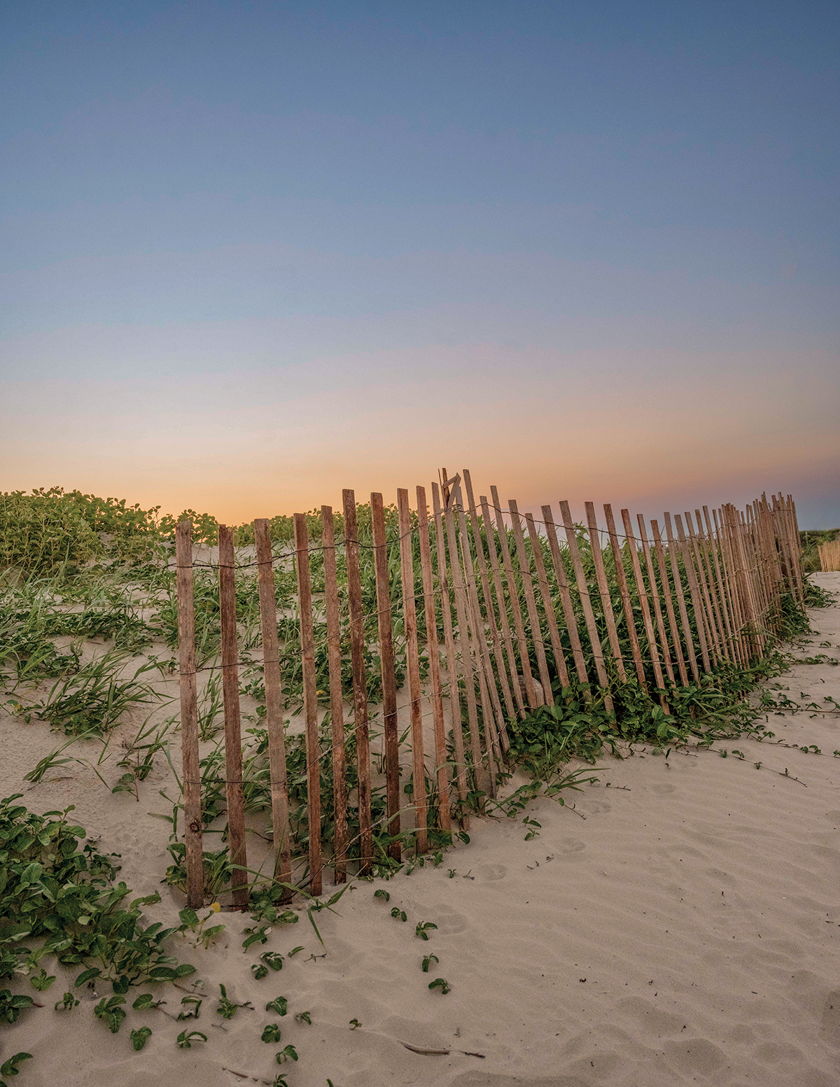 FF_Wild Poinsettia-8034