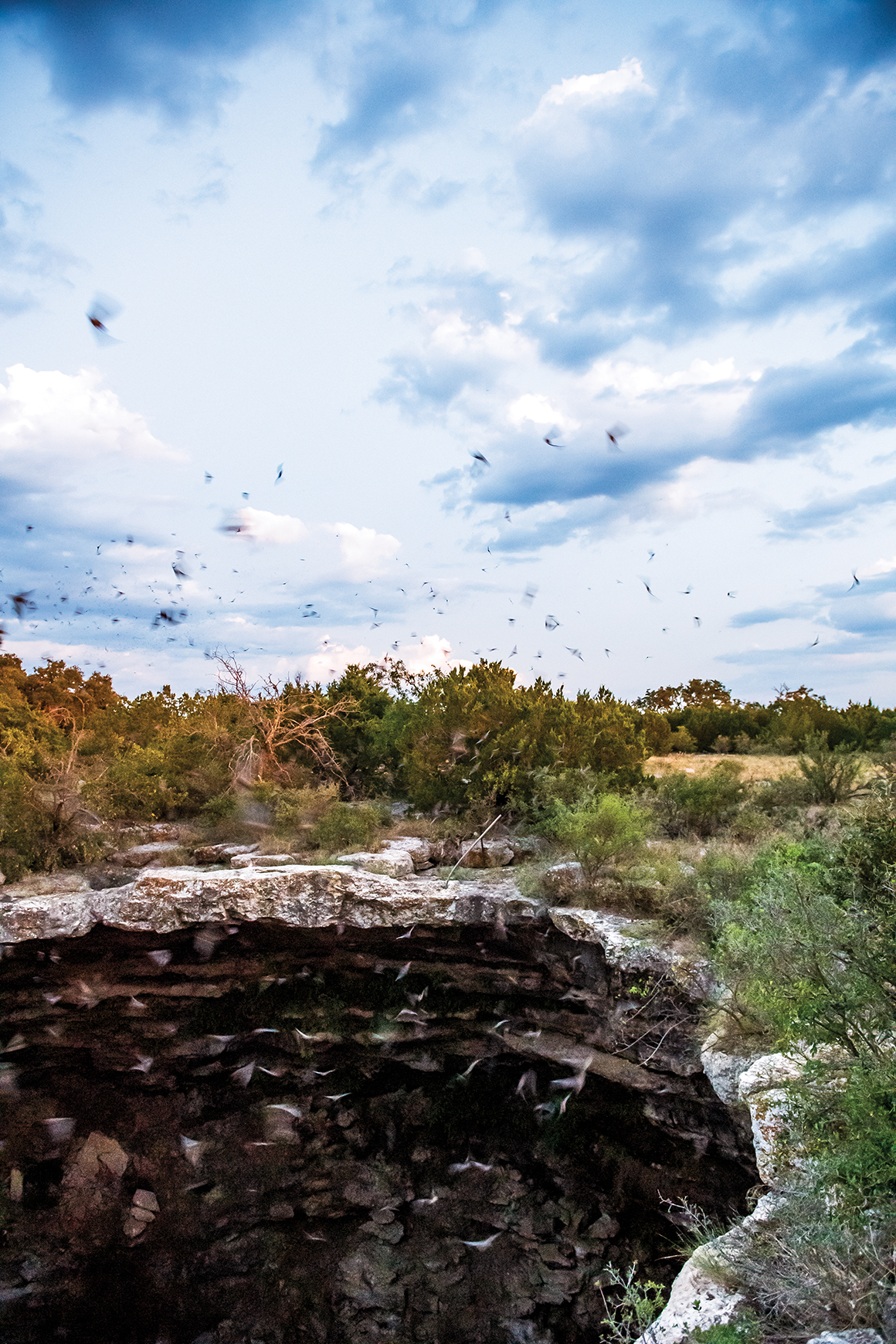 FF_Wild Poinsettia-8034