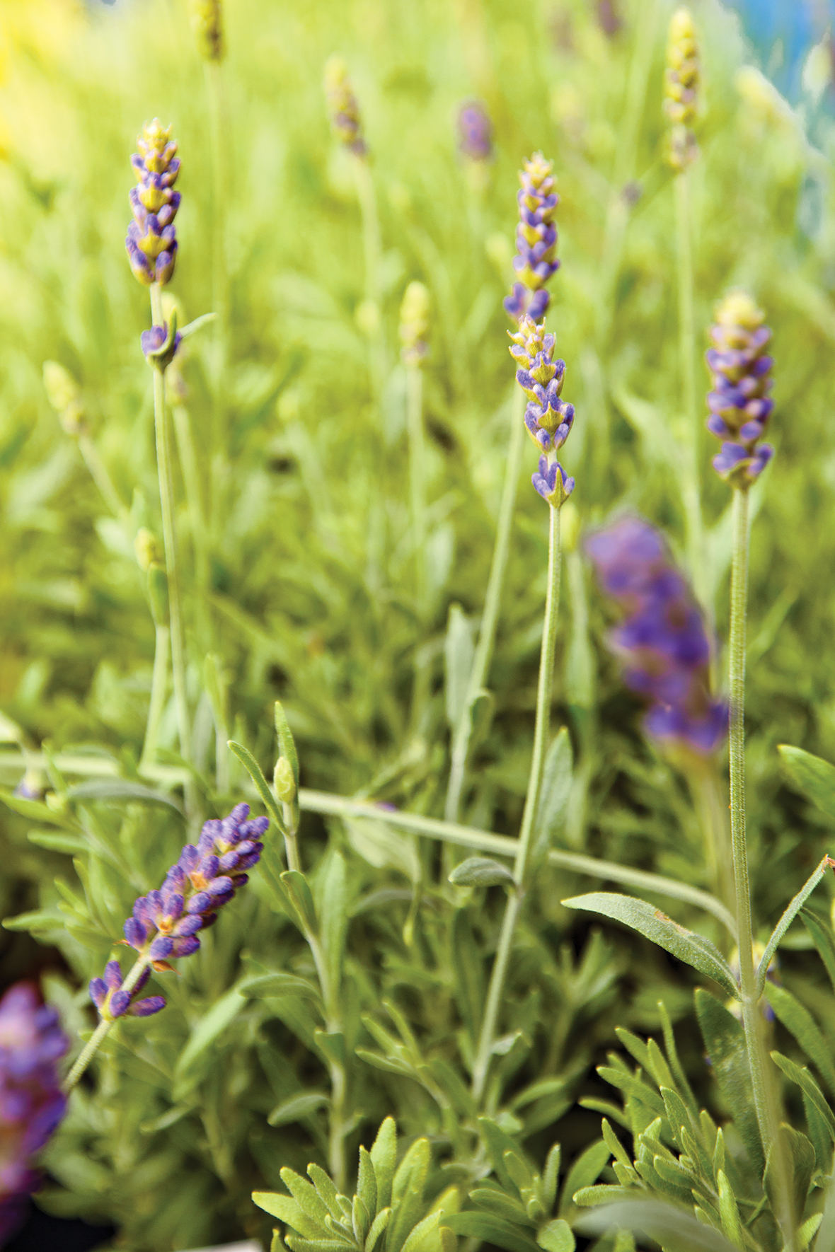 The Apple of Your Eye