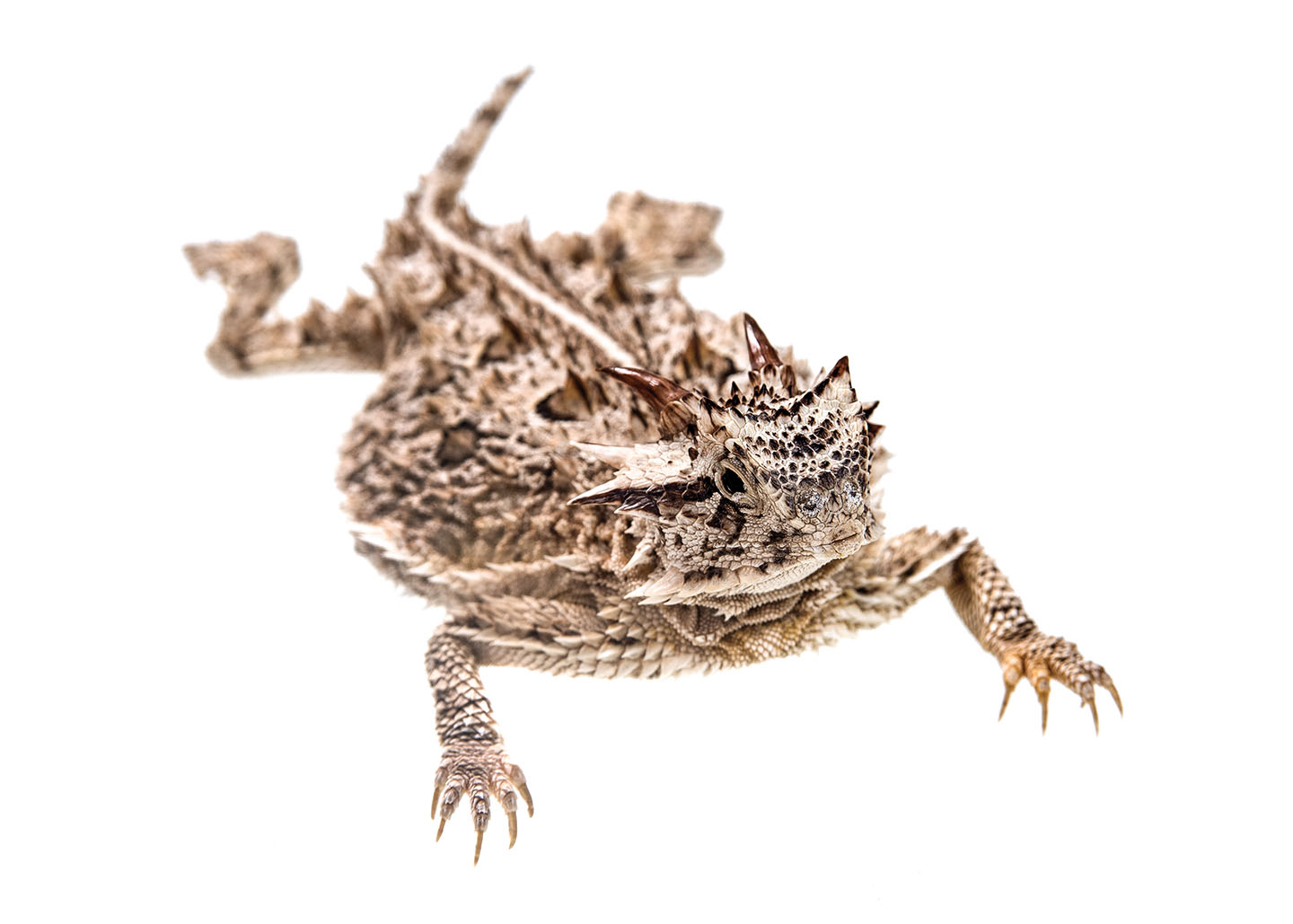 Horned%20Lizard_6736