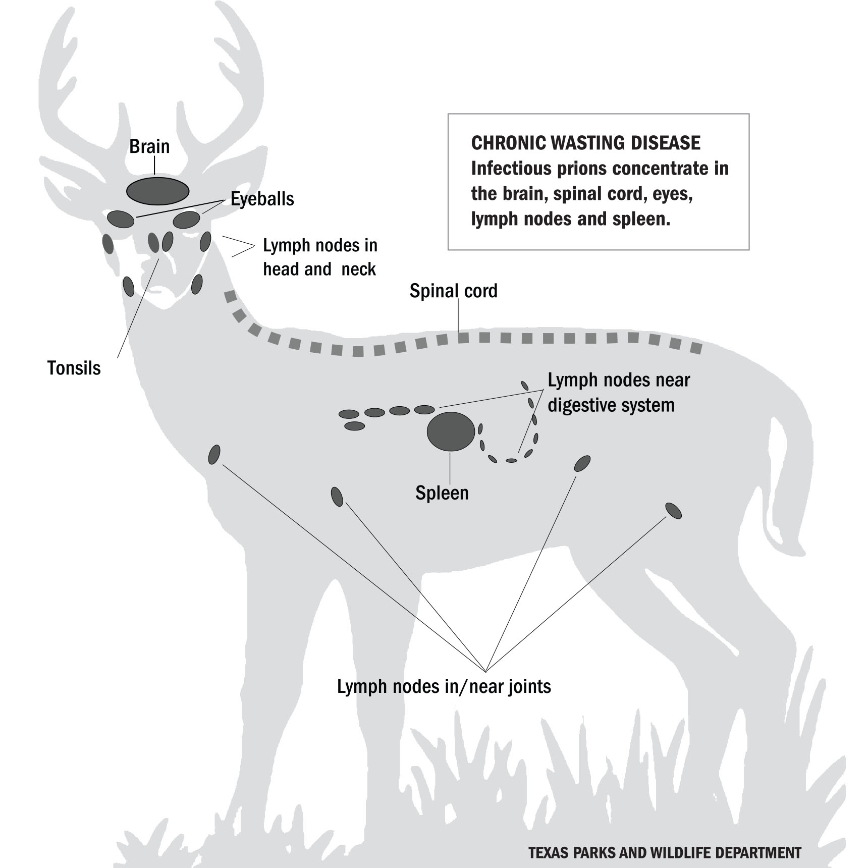 ©TPWD%20CWD%20Deer%20Silhouette%20copy