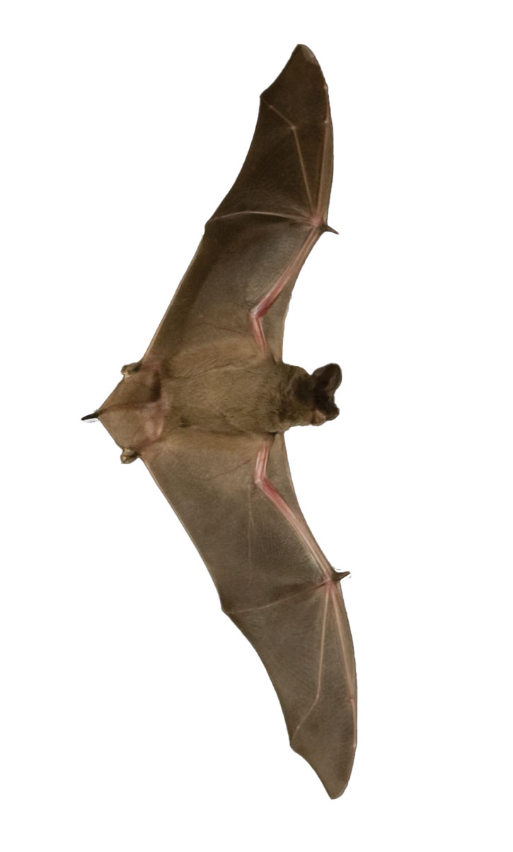 Mexican_FreeTailed_Bat_img_20080917_024 Edit%20copy