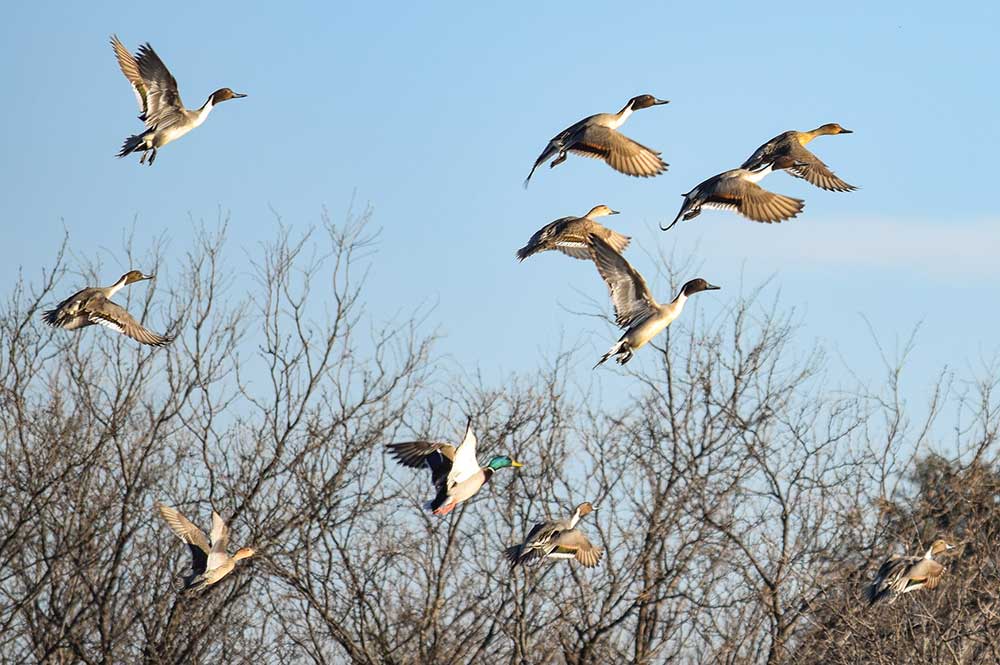 MT7 Ranch birds