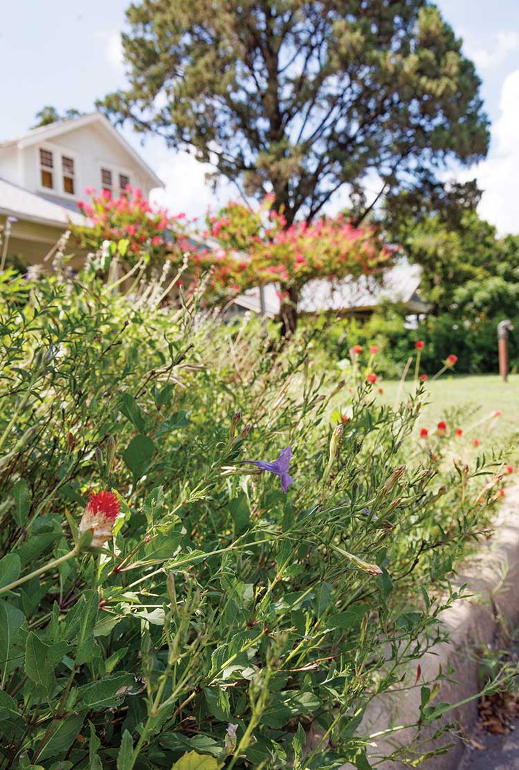 MT7 Ranch pollinator garden