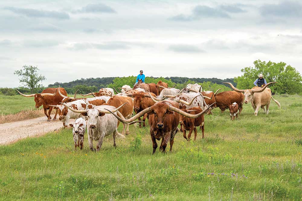 MT7 Ranch rancher with cattle