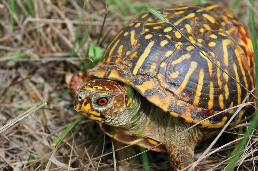 MT7 Ranch turle
