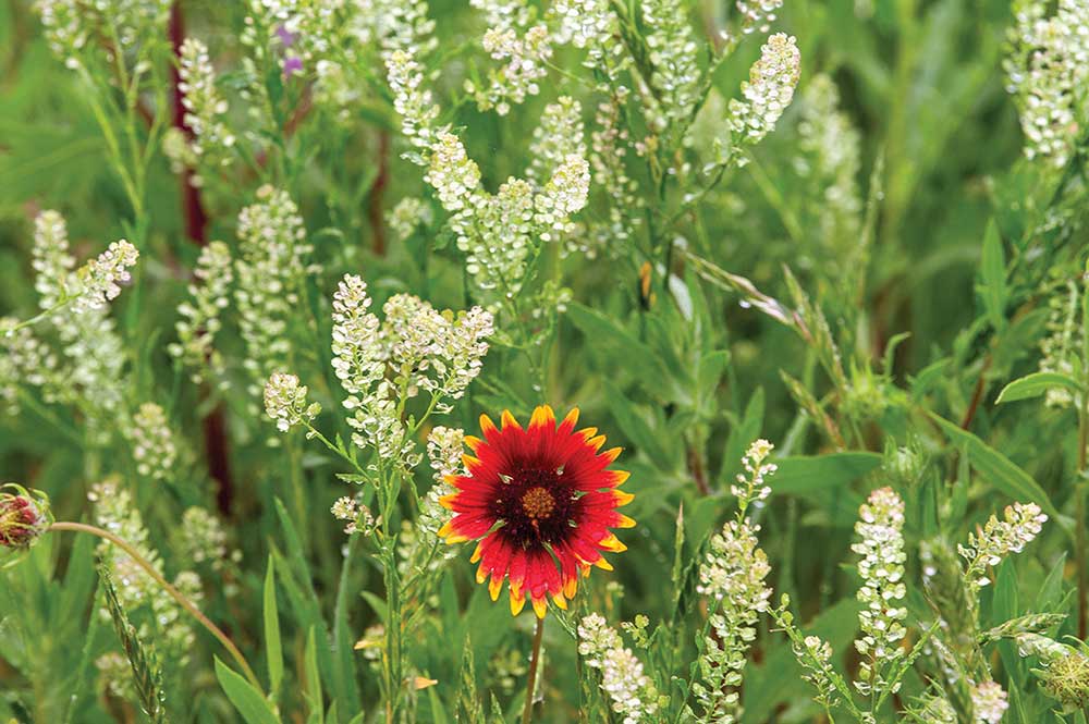 MT7 Ranch wild flower