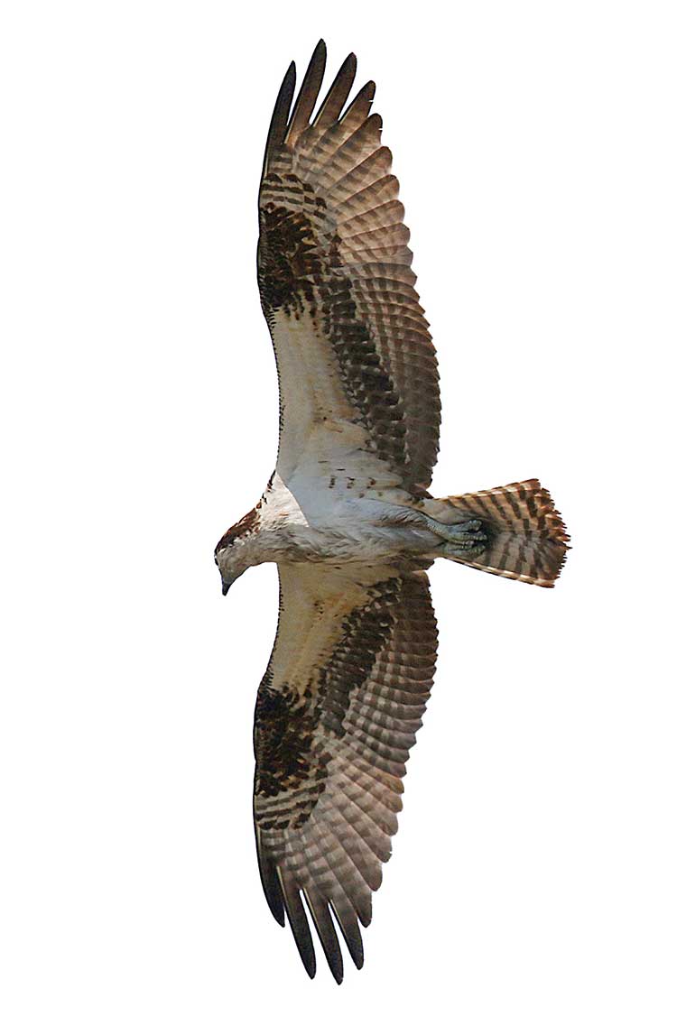 osprey