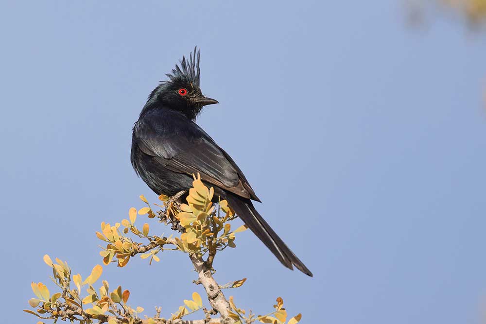 Pblack cardinal - Phainopepla nitens