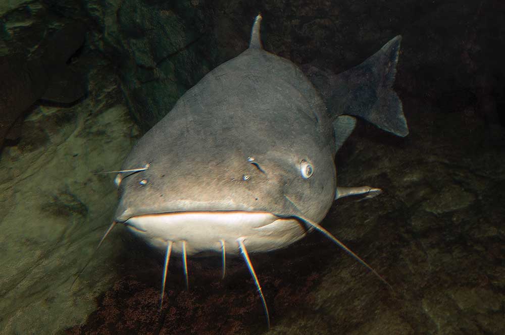 Channel Catfish