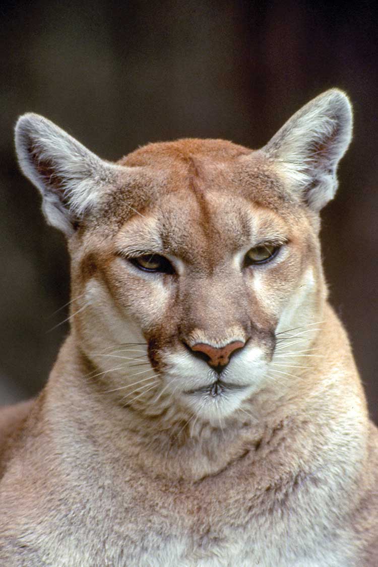 Mountain Lion
