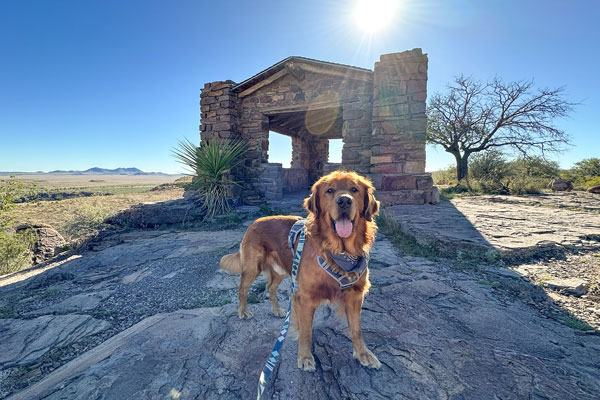 A dog stands in front of the CCC lookout shelter at Davis Mountains